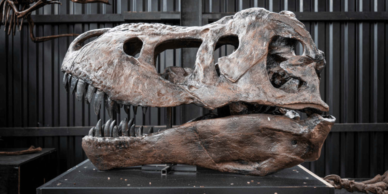 Quel est le prix d'un crâne de T-Rex ?