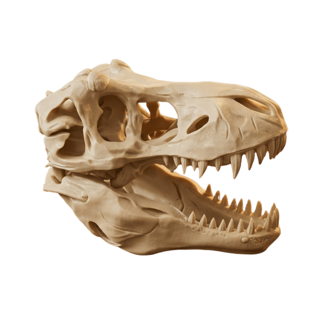 Réplique décorative de crâne T-Rex